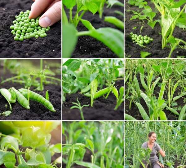 豌豆种植宝典，从播种到收获，轻松掌握美味豌豆种植技巧,豌豆种植全攻略，从播种到收获，教你如何轻松种出美味豌豆,豌豆种植,技巧掌握,第1张