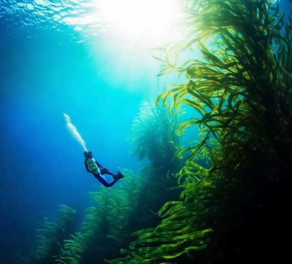 海洋奥秘揭秘，海带生长的奇妙之旅,探寻海洋的秘密，海带生长的奇妙,海洋奥秘,海带生长,第1张